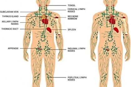 Ginger Oilginger Massage Oil For Lymphatic Drainagenatural Body Oil For Skinarnica Oilsore Muslce Massage Oilspa Ginger 1 23 420x280