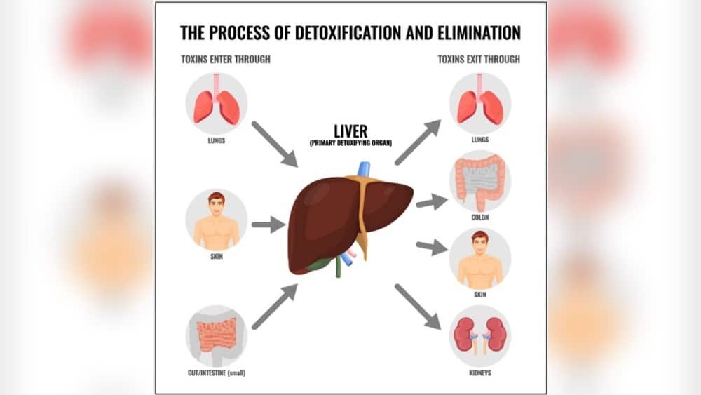 Can a Massage Release Toxins