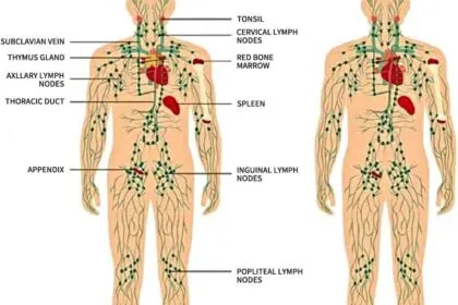 Ginger Oilginger Massage Oil For Lymphatic Drainagenatural Body Oil For Skinarnica Oilsore Muslce Massage Oilspa Ginger 1 23